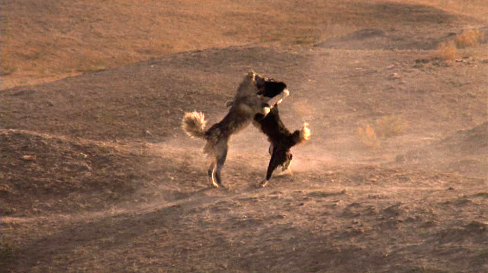 Fig. 6: De gale hunde synes at være en reference til frasen "Cry 'Havoc!', and let slip the dogs of war" fra William Shakespeares tragedie Julius Caesar (1599).