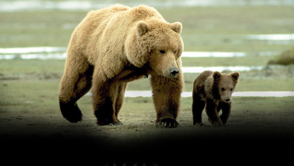Fig. 4: Grizzly Man (2005) – dokumentarfilm, som blander performative og reflektive elementer men naturfilmens observerende karakter og en affekteret, filosoferende voice over af Werner Herzog.