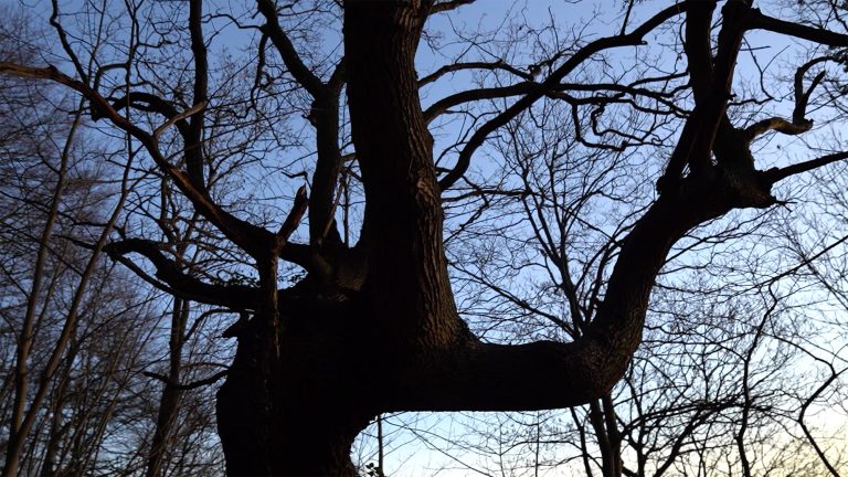 169 Seconds: What tree trunks really look like